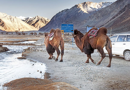 Ladakh Experience: Leh, Nubra & Pangong Journey