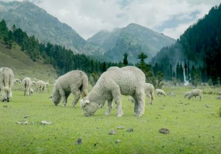 Amritsar & Kashmir Valley Tour from Chandigarh