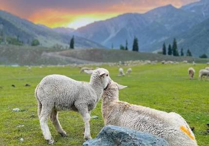 Adventure Tour: Jammu-Srinagar-Gulmarg-Pahalgam-Sonmarg